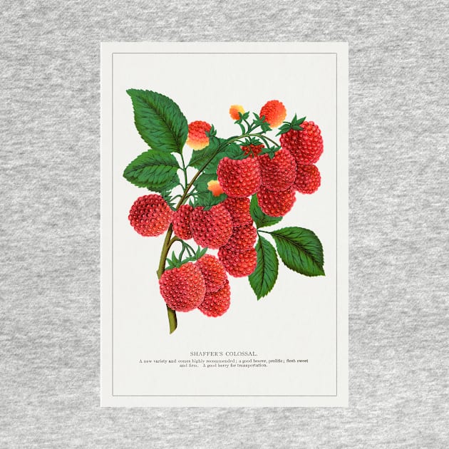 Shaffer's Colossal Raspberry Lithograph (1900) by WAITE-SMITH VINTAGE ART